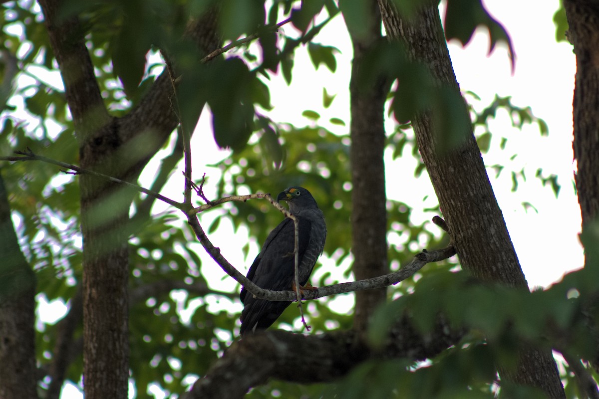 Hook-billed Kite - ML641010950