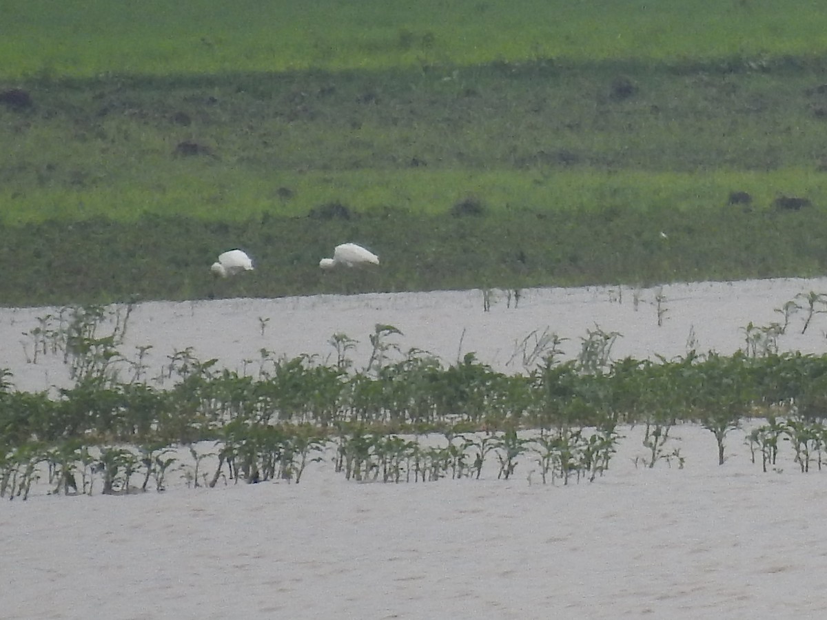 African Spoonbill - ML641010964