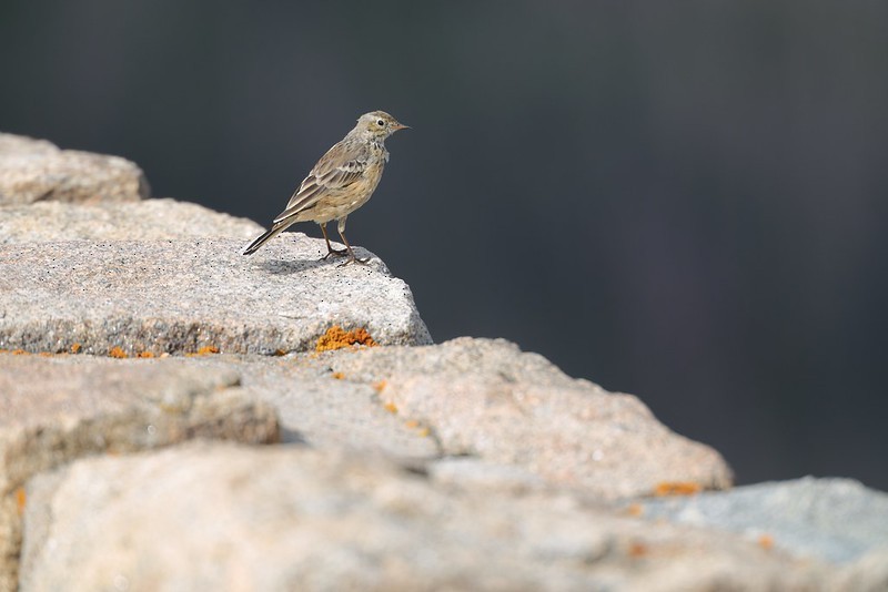 American Pipit - ML641011003