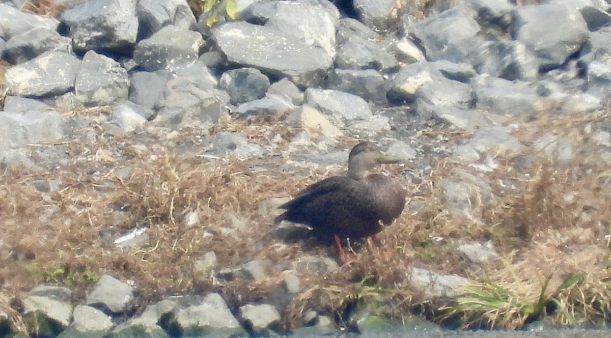 American Black Duck - ML641011009