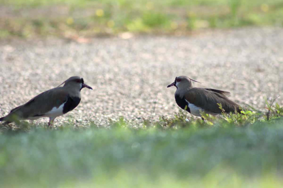 Southern Lapwing - ML641011018