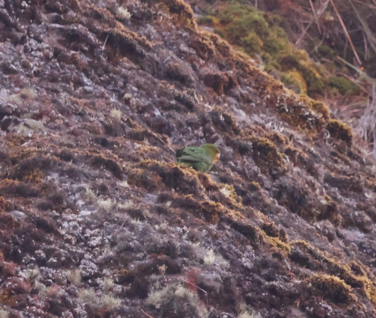 Rufous-fronted Parakeet - ML641011019