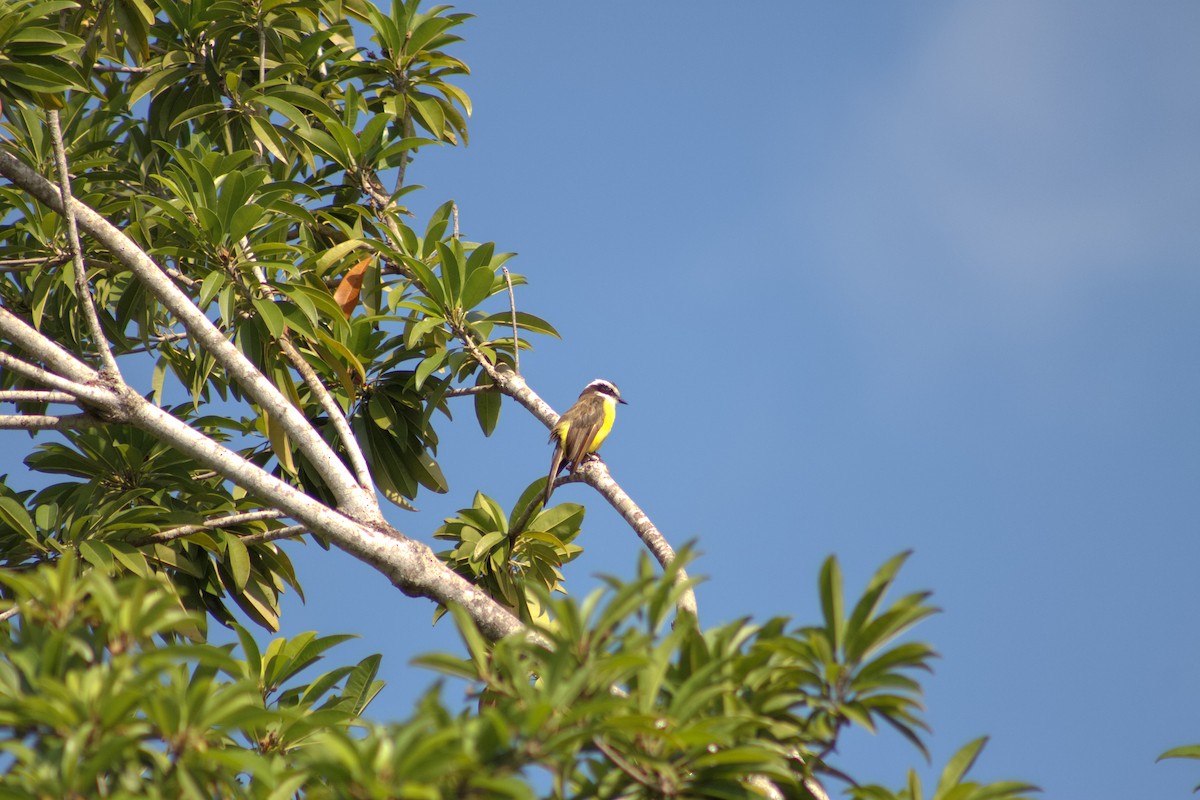 White-bearded Flycatcher - ML641011035
