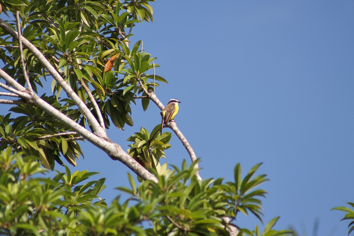 White-bearded Flycatcher - ML641011036