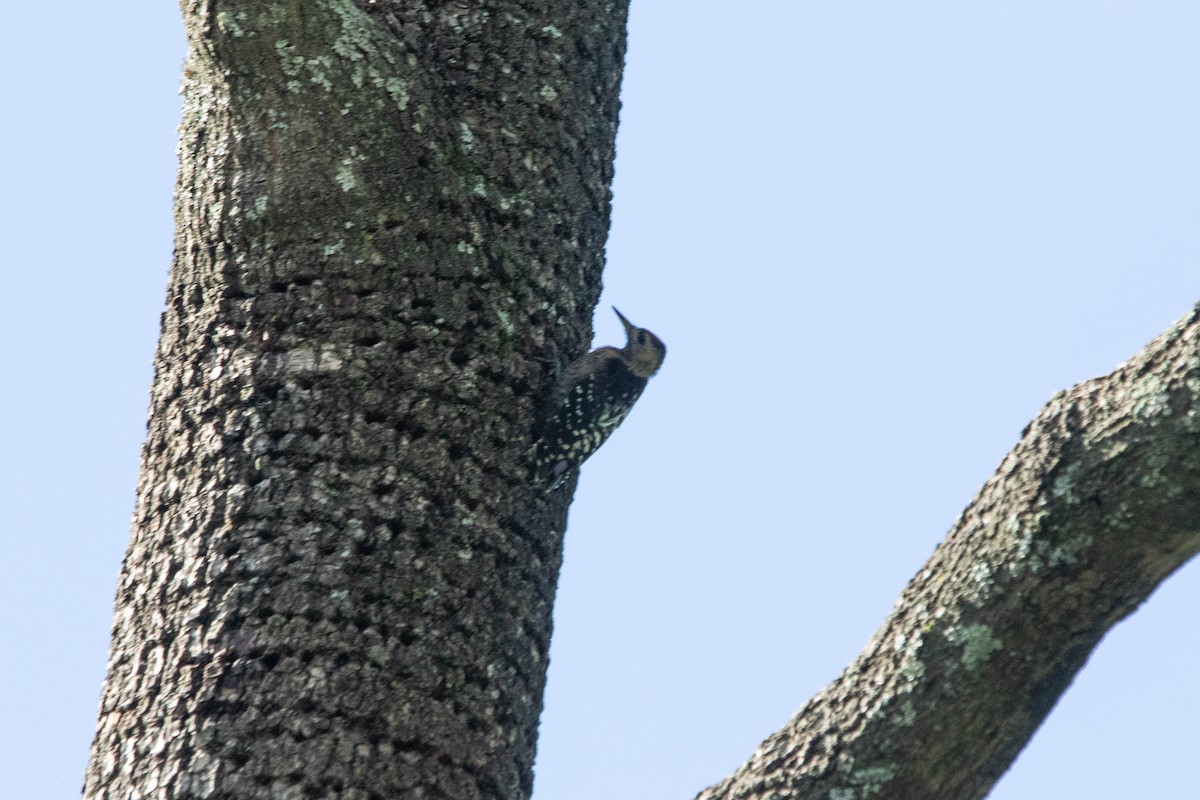 Fulvous-breasted Woodpecker - ML641011038