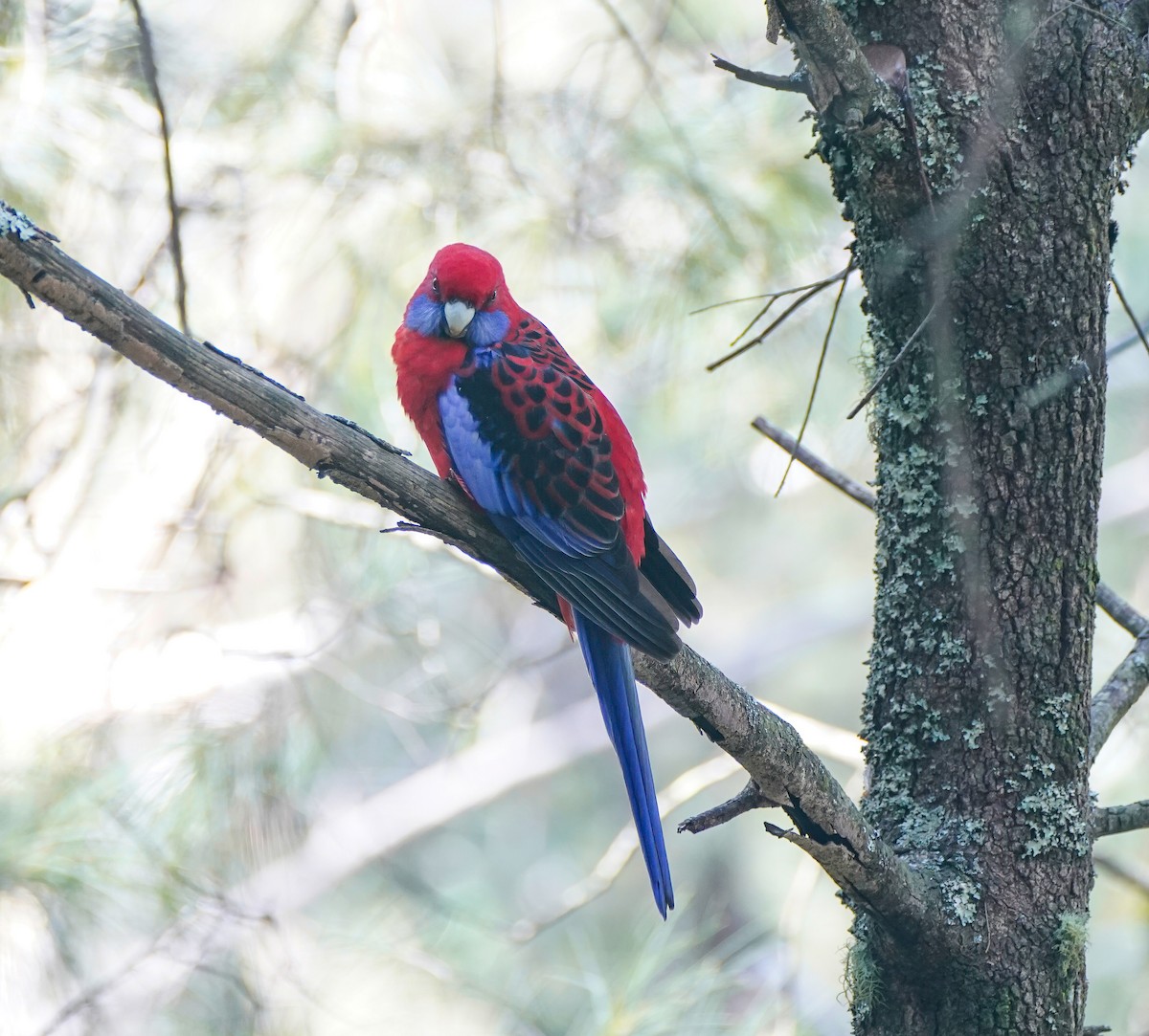 Crimson Rosella - ML641011039