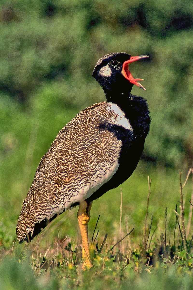 Black Bustard - ML641011050