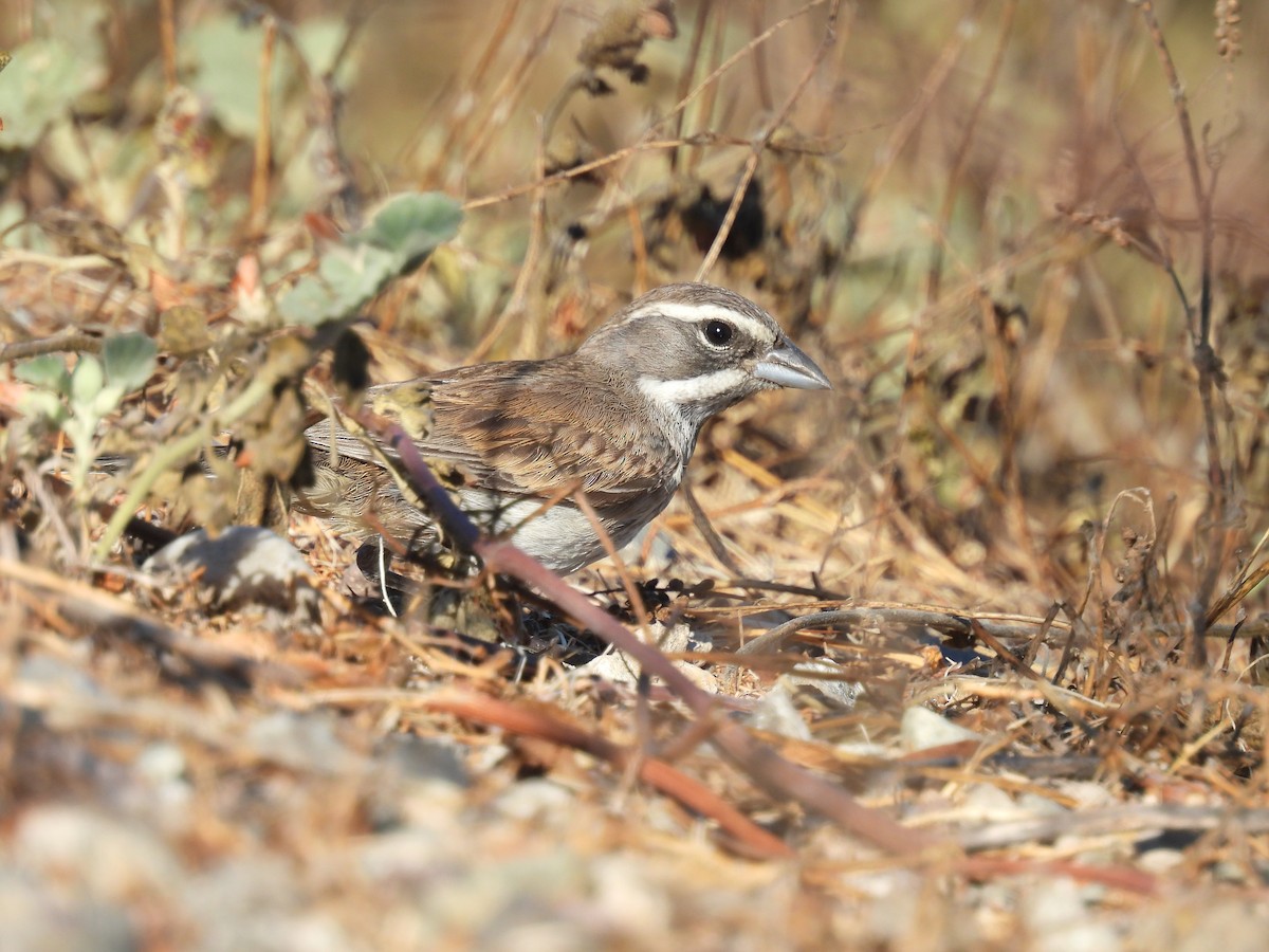 Black-throated Sparrow - ML641011061