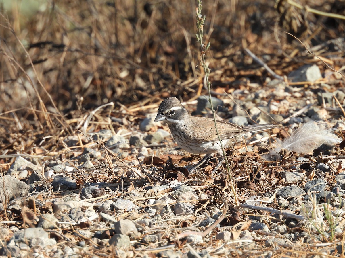 Black-throated Sparrow - ML641011069
