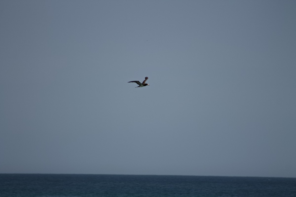 Brown Booby - ML641011073