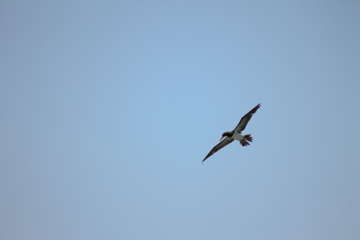 Brown Booby - ML641011076