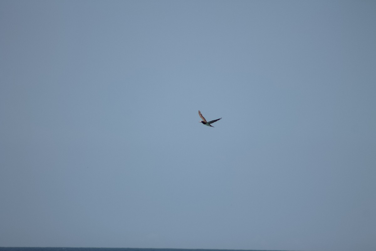 Brown Booby - ML641011077