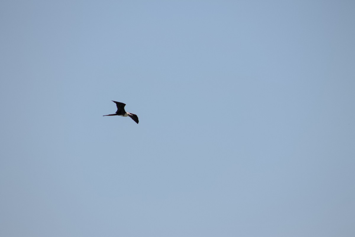 Magnificent Frigatebird - ML641011087
