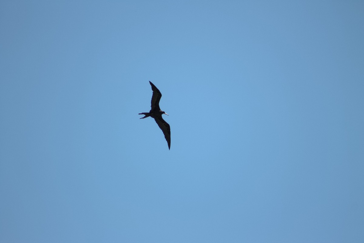 Magnificent Frigatebird - ML641011088