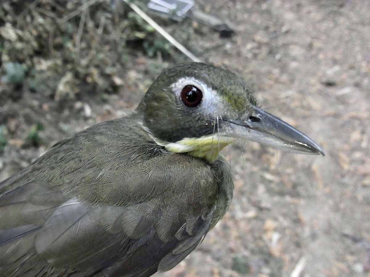 Red-tailed Bristlebill - ML641011103