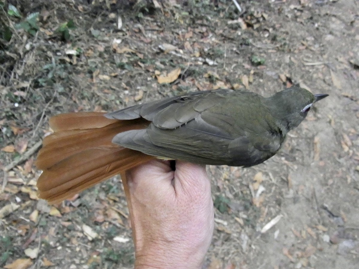 Red-tailed Bristlebill - ML641011106