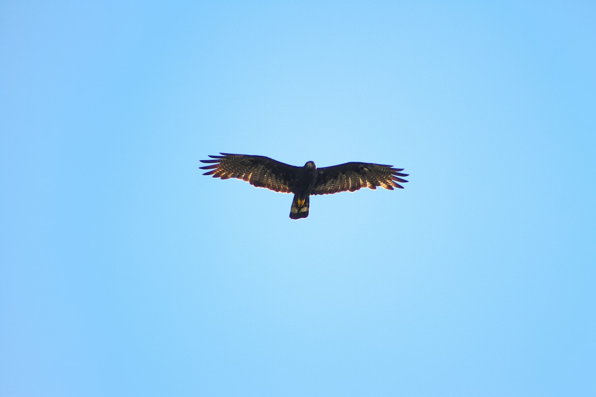 Zone-tailed Hawk - ML641011121