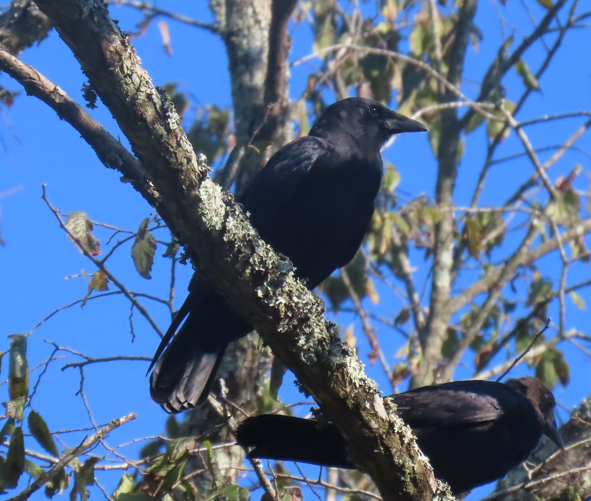 American Crow - ML641011133