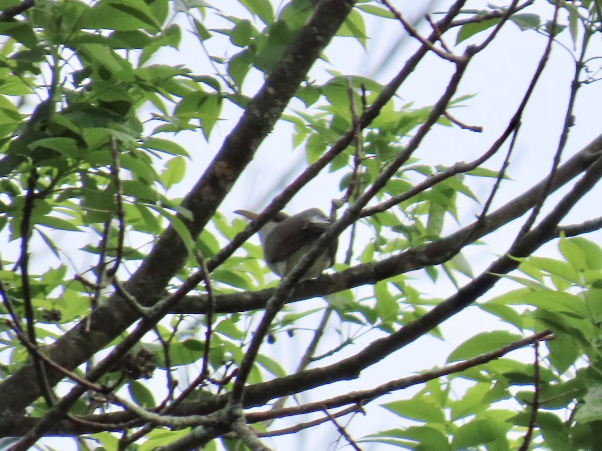 Yellow-billed Cuckoo - ML641011137