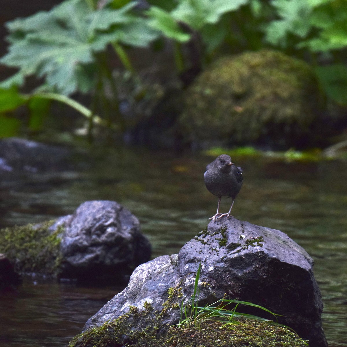 American Dipper - ML641011146