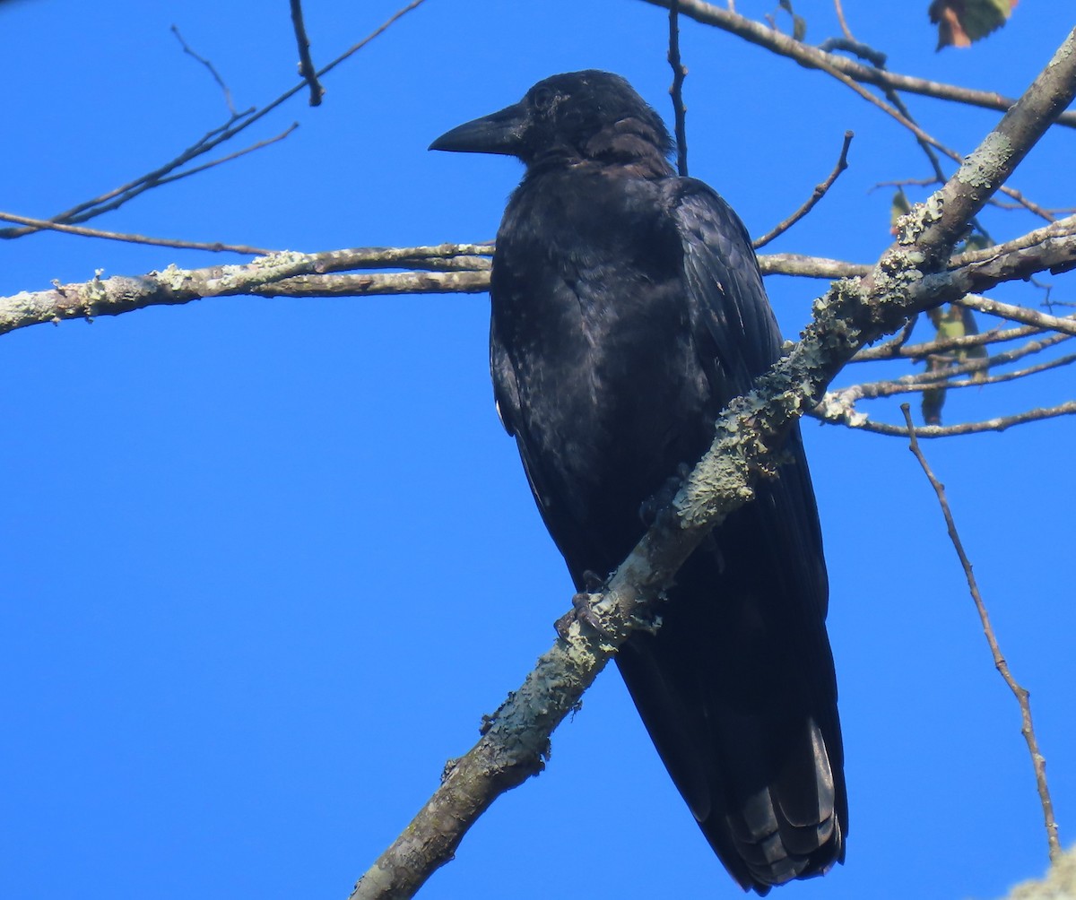 American Crow - ML641011148