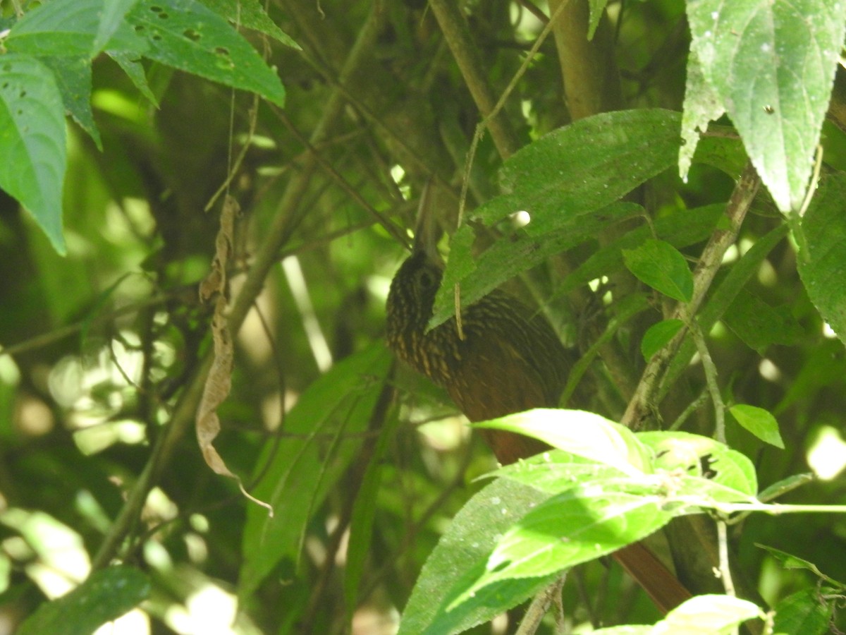 Ivory-billed Woodcreeper - ML641011175