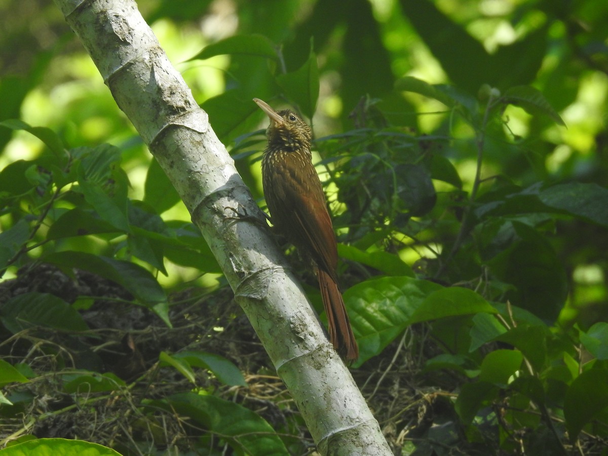 Ivory-billed Woodcreeper - ML641011177