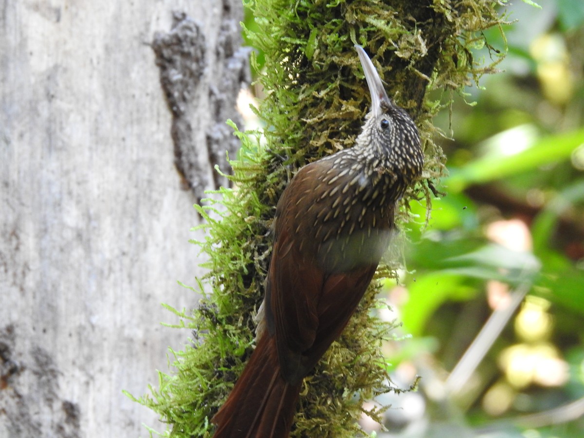 Ivory-billed Woodcreeper - ML641011179