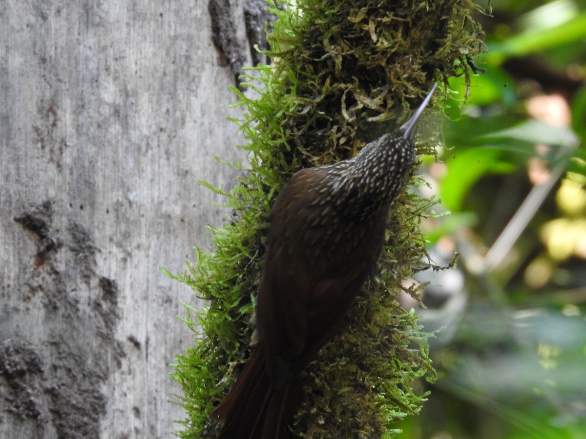 Ivory-billed Woodcreeper - ML641011182