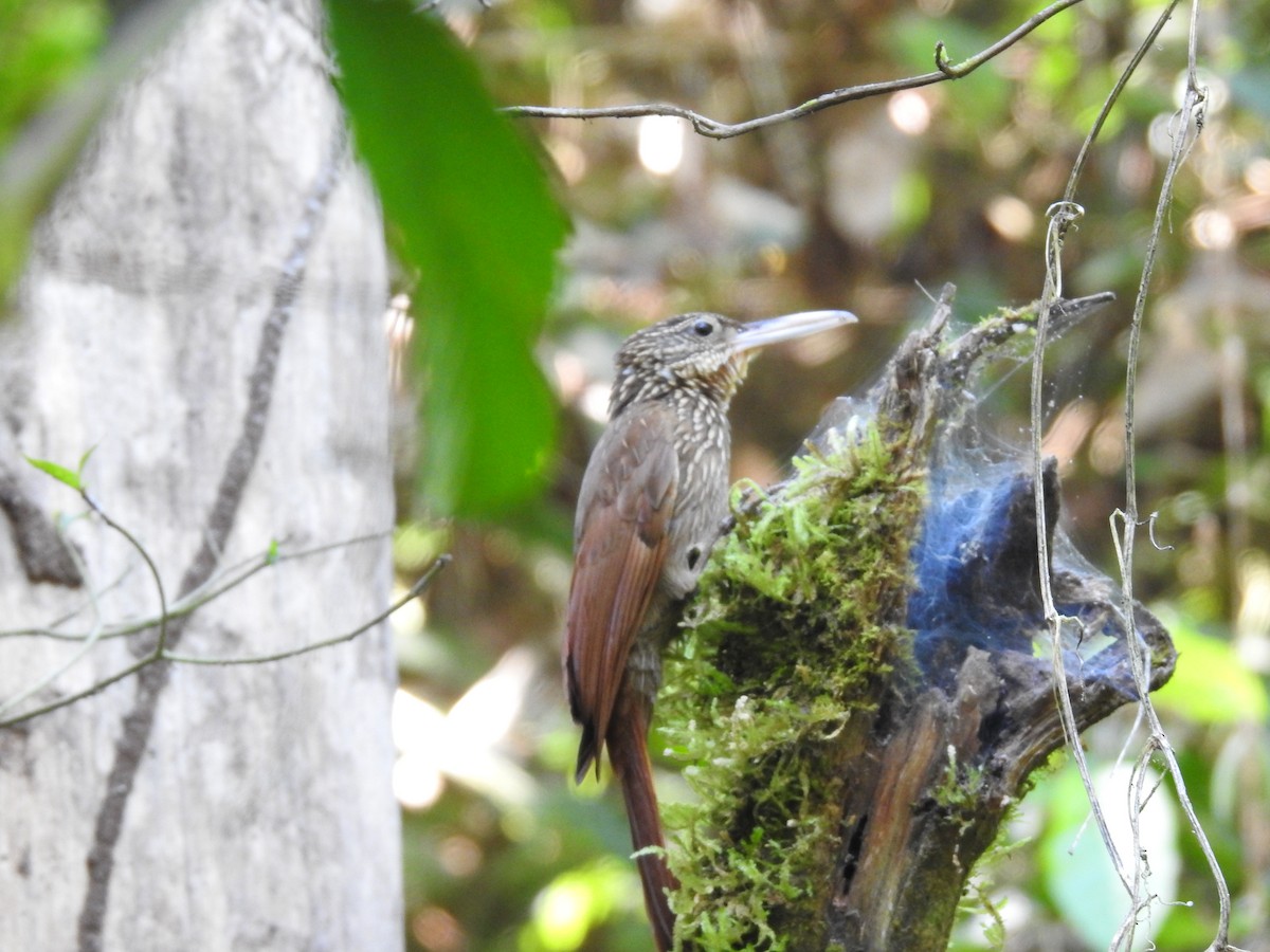 Ivory-billed Woodcreeper - ML641011183
