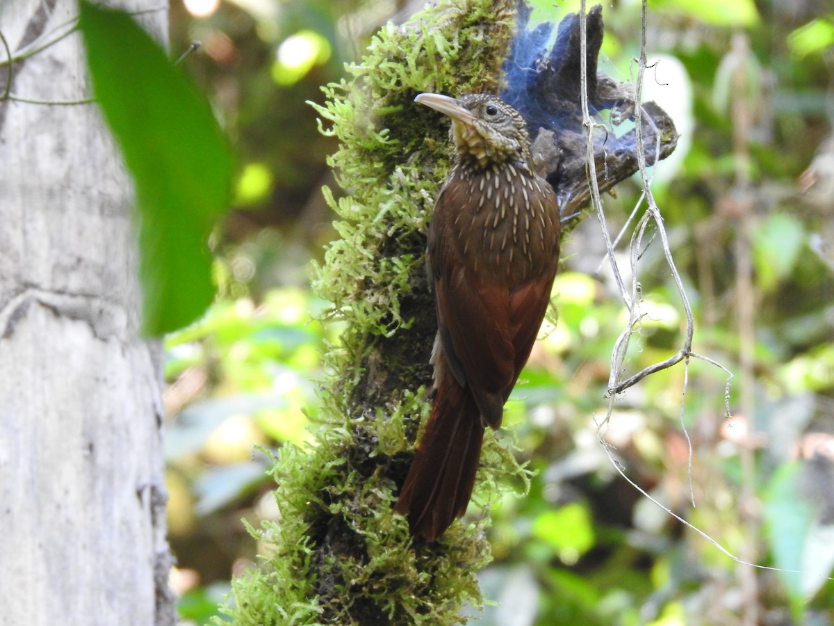 Ivory-billed Woodcreeper - ML641011185