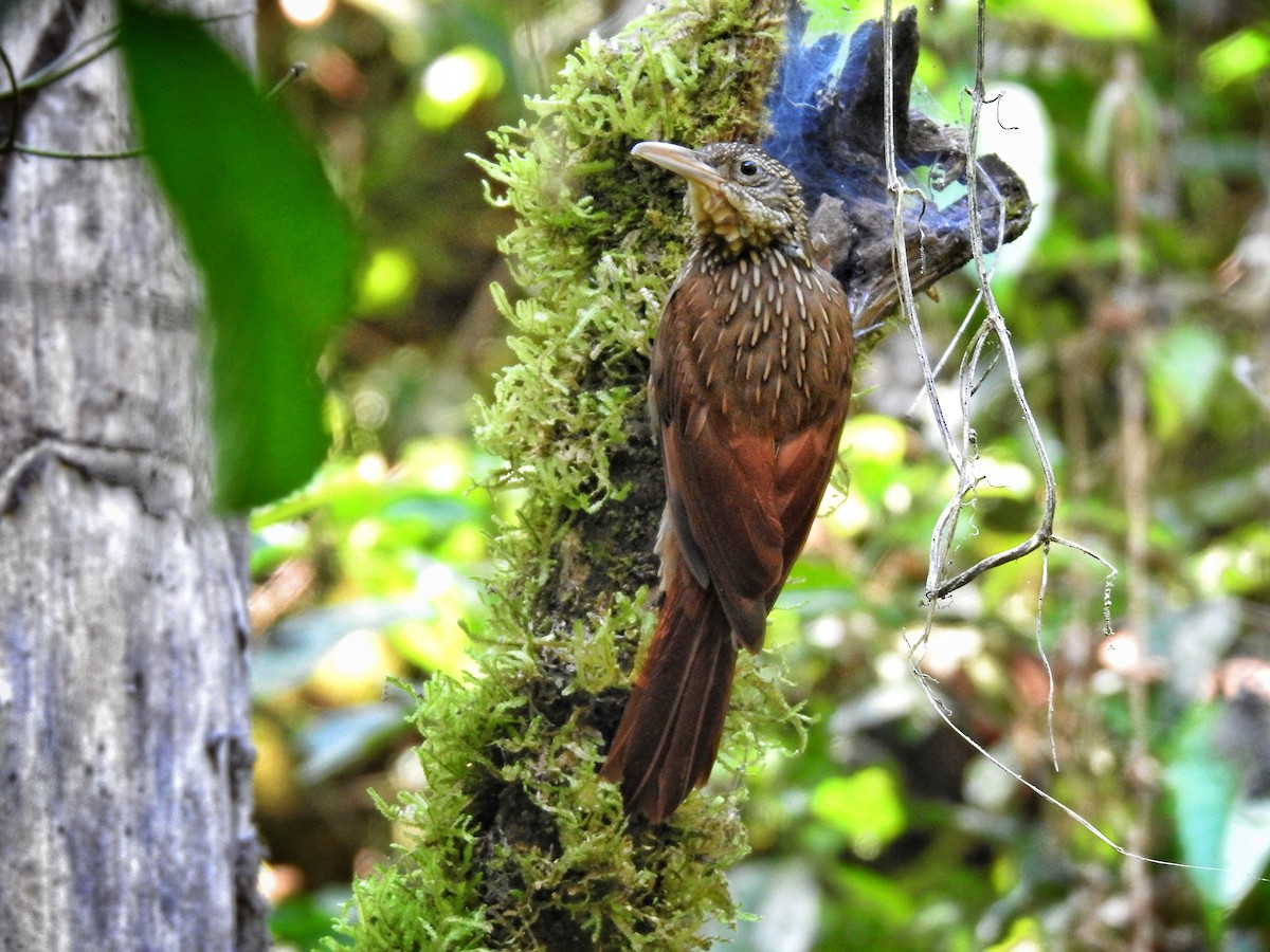 Ivory-billed Woodcreeper - ML641011186