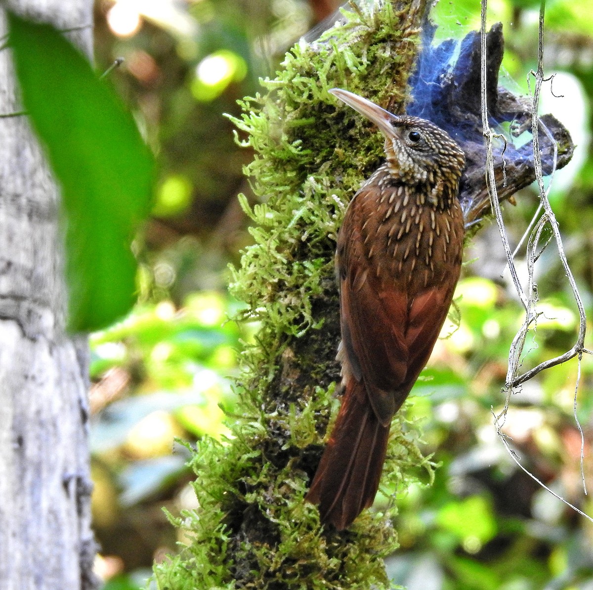 Ivory-billed Woodcreeper - ML641011191