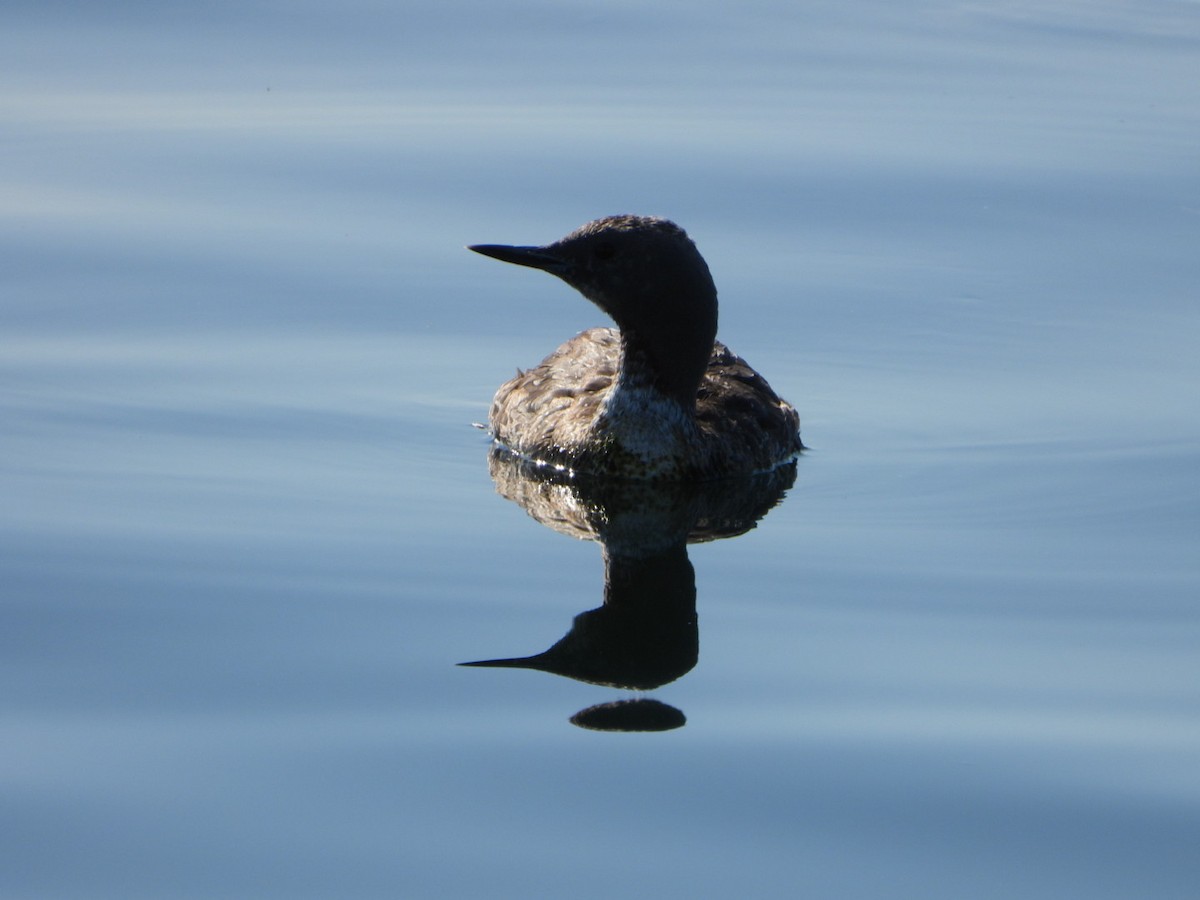 Pacific Loon - ML641011227