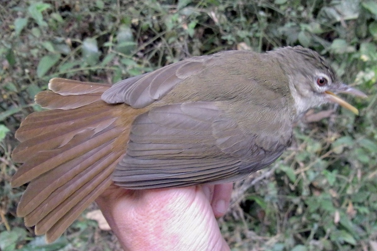 Pale-olive Greenbul - ML641011237