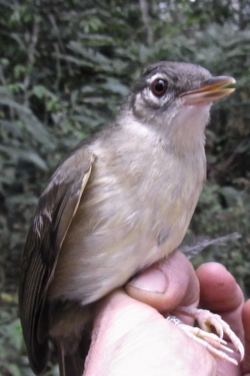 Pale-olive Greenbul - ML641011239