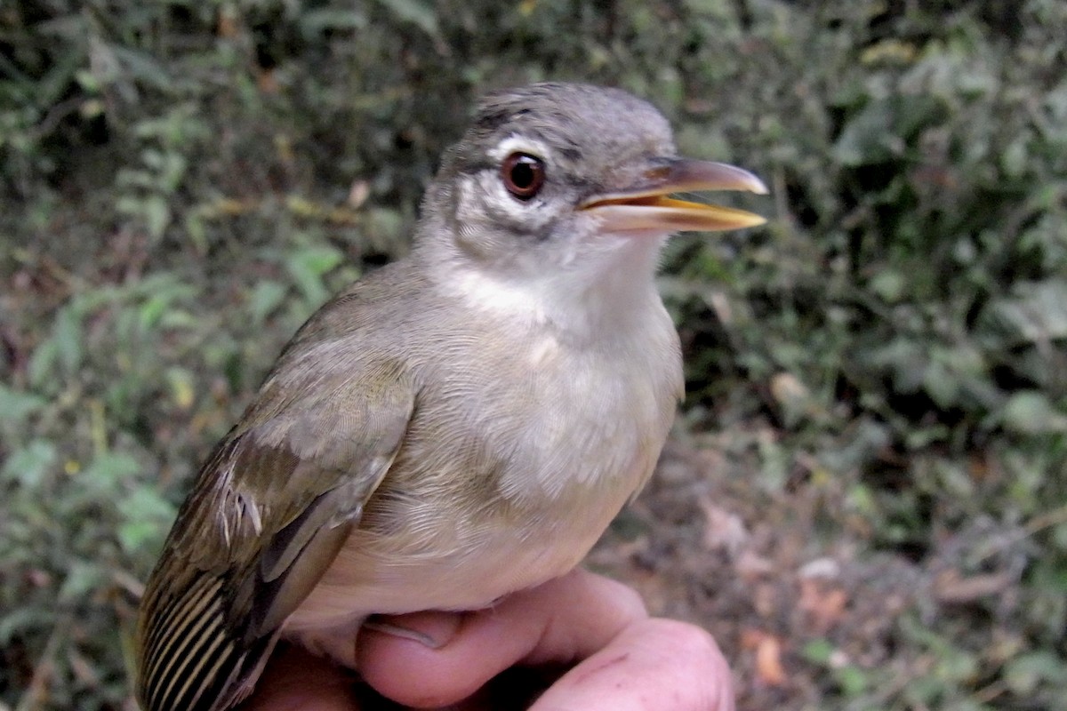 Pale-olive Greenbul - ML641011245