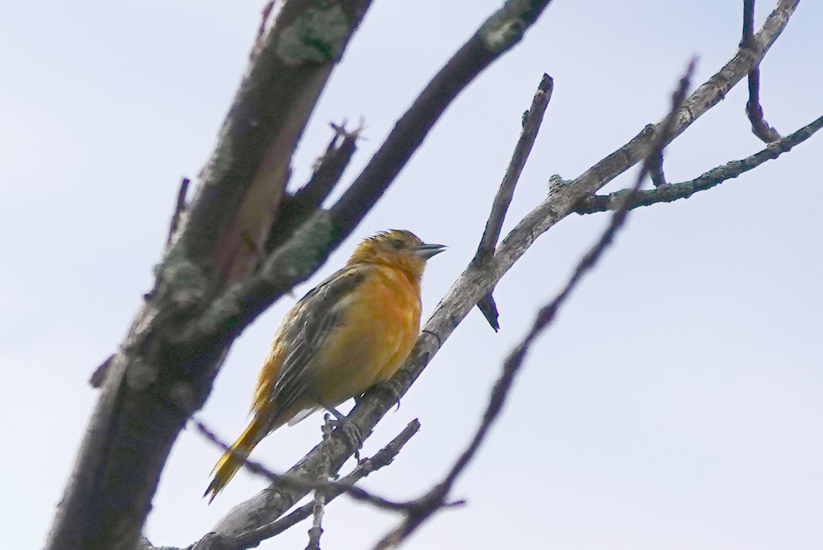 Baltimore Oriole - ML641011248