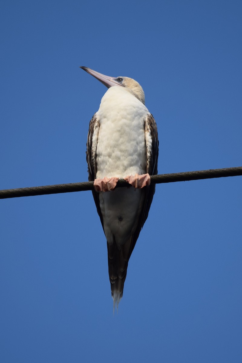 Red-footed Booby - ML641011274