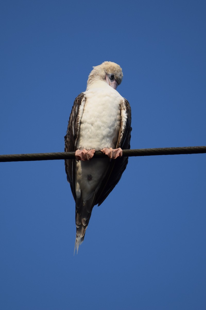 Red-footed Booby - ML641011275