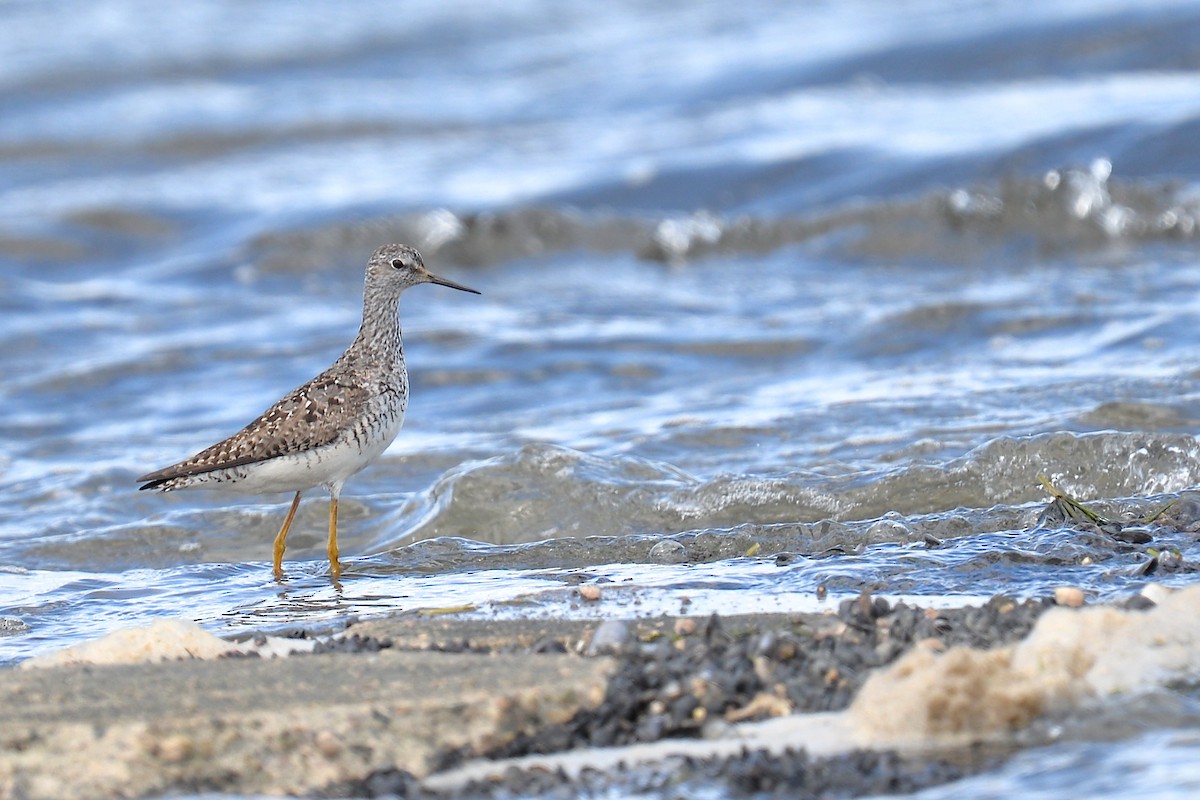 Lesser Yellowlegs - ML64101131