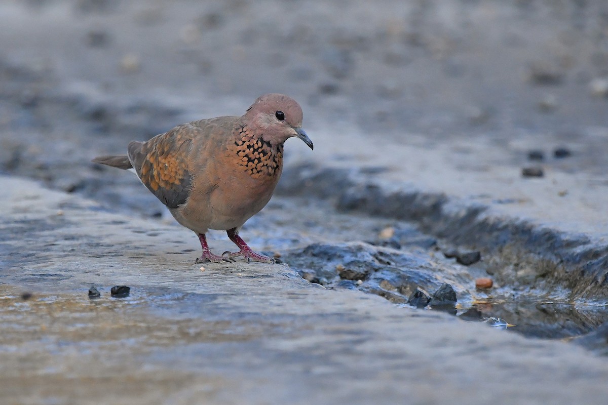 Tortora delle palme - ML641011319