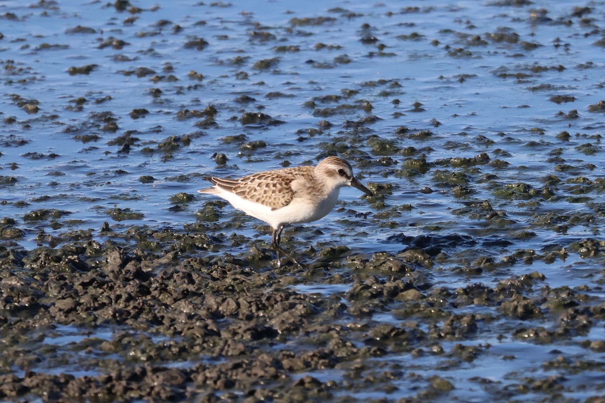 Txirri erdipalmatua - ML641011328