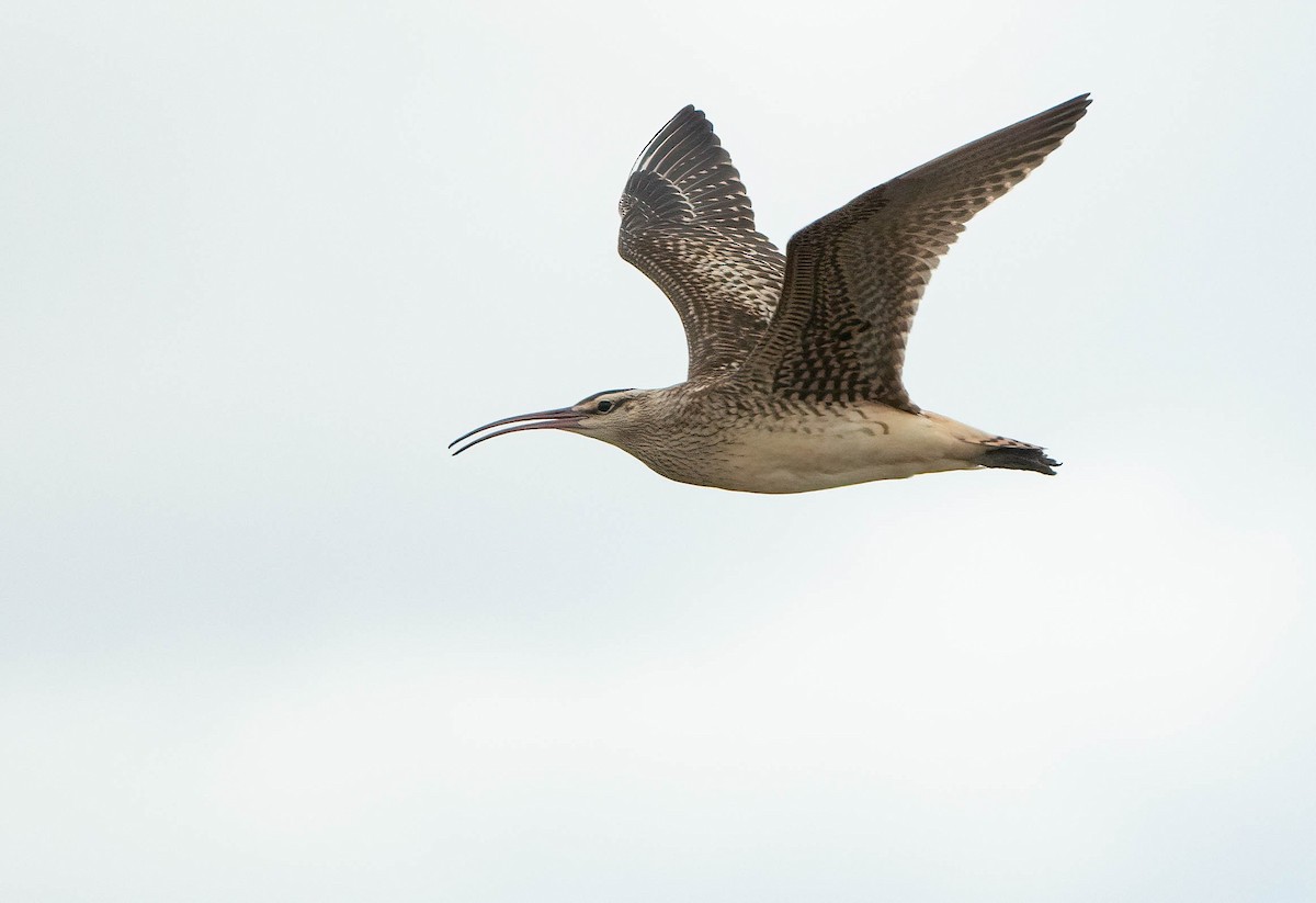 Bristle-thighed Curlew - ML641011337