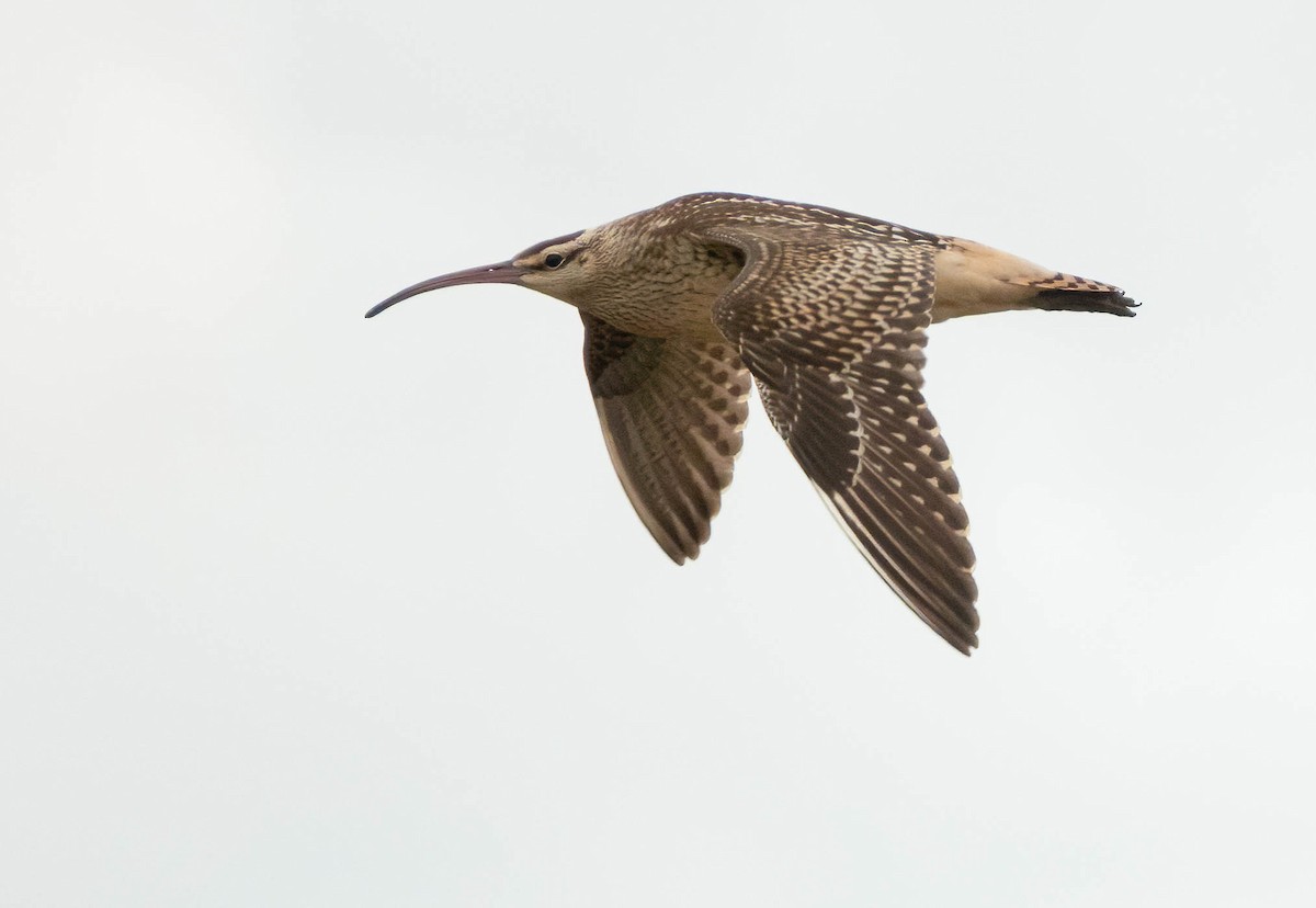 Bristle-thighed Curlew - ML641011338