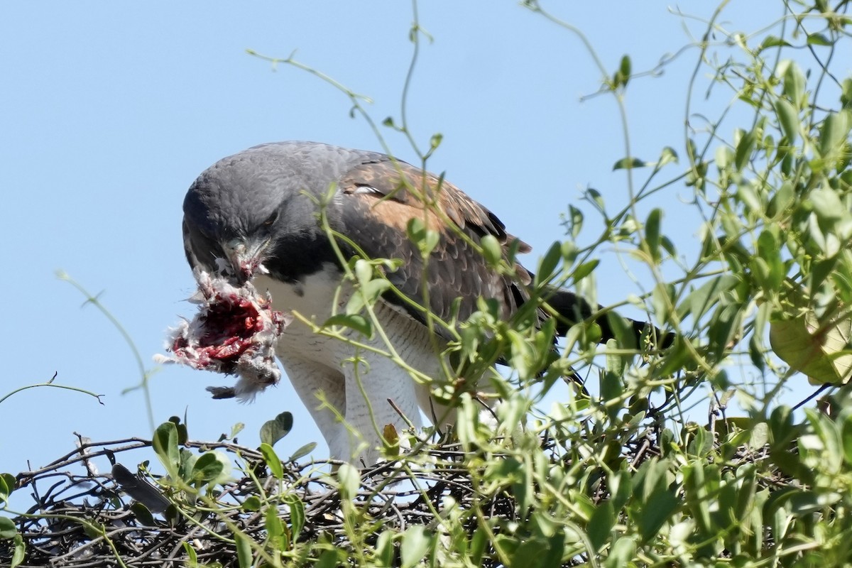 White-tailed Hawk - ML641011354
