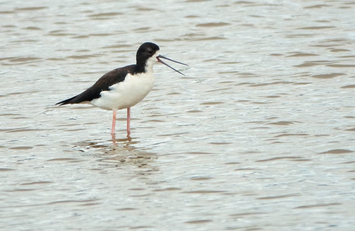 Black-necked Stilt (Hawaiian) - ML641011356
