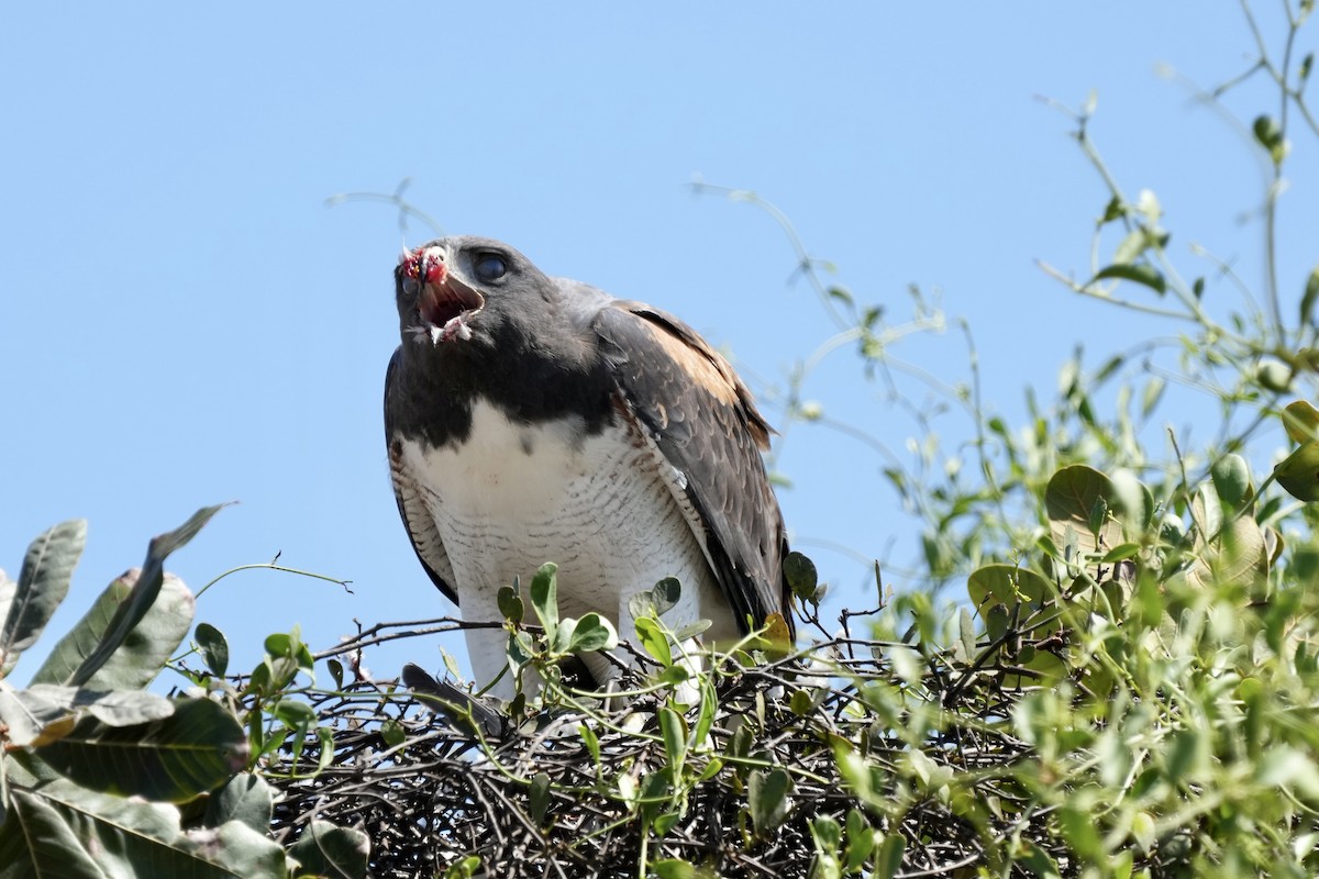 White-tailed Hawk - ML641011394