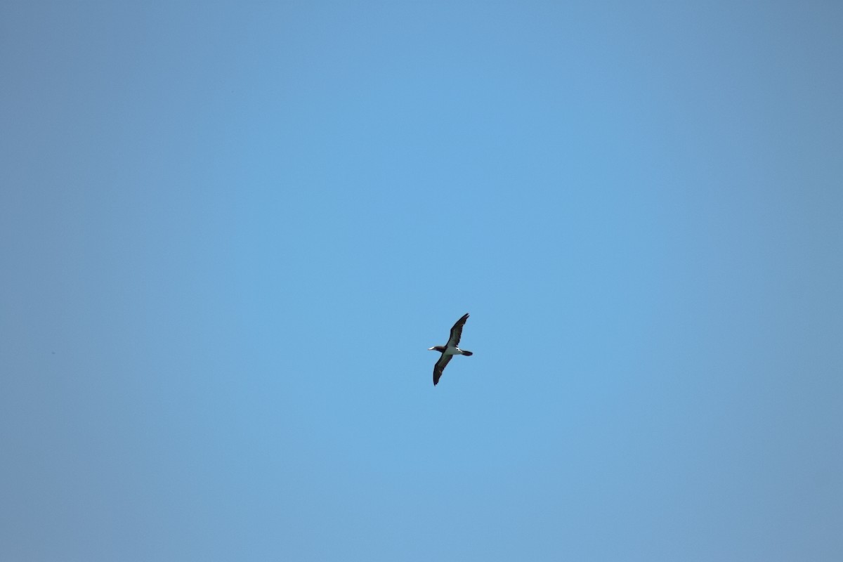 Brown Booby - ML641011401