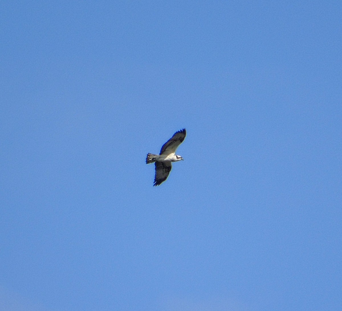 Osprey - ML641011420